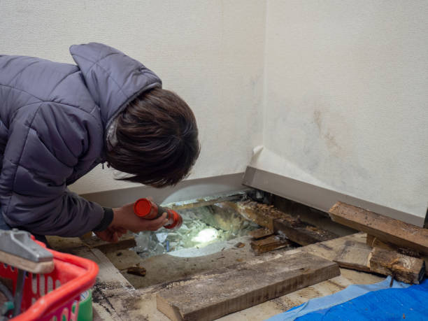 Professional Mold Removal in South Roxana, IL