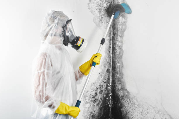 Best Basement Mold Removal  in South Roxana, IL
