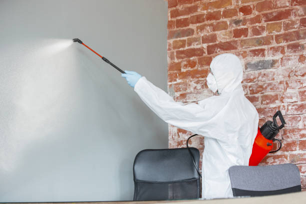 Best Mold Removal for HVAC Installations  in South Roxana, IL
