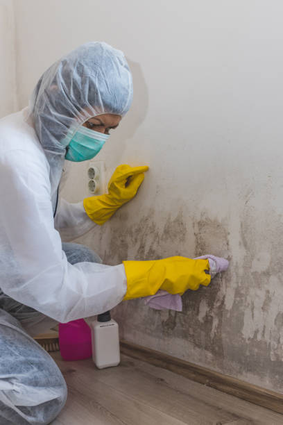 Best Mold Remediation for Healthcare Facilities  in South Roxana, IL