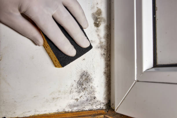 Best HVAC Mold Inspection and Cleaning  in South Roxana, IL